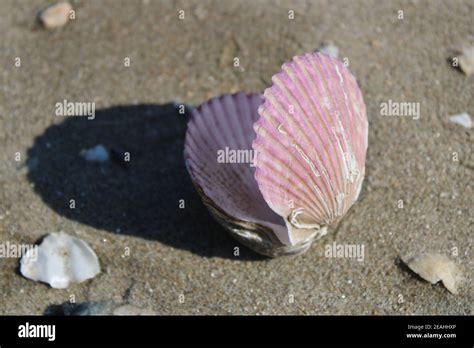 Purple Scallop Shells Casting Shadow On Sandy Beach Stock Photo Alamy