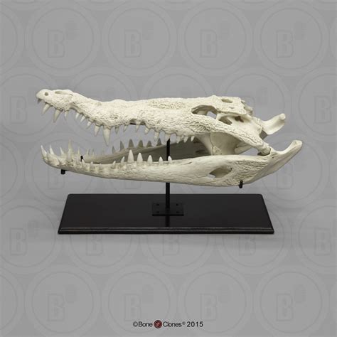 American Crocodile Skull - Bone Clones - Osteological Reproductions