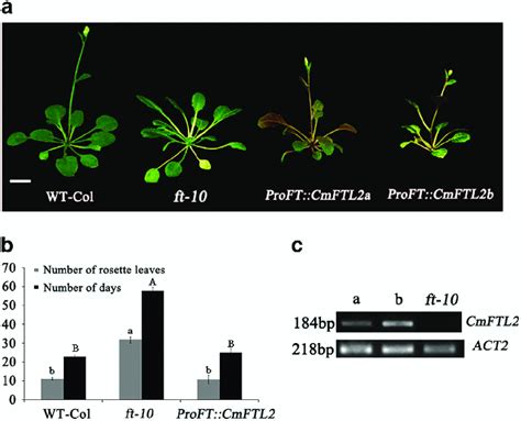 Cmftl Rescues The Phenotype Of The A Thaliana Ft Mutant A