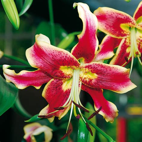 Lilium 'Scheherazade' - Albrecht Hoch OHG
