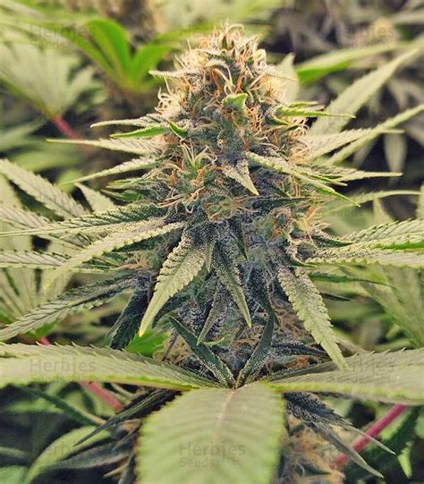 Gorilla Glue 4 Feminized Seeds For Sale By Blimburn Seeds Herbies