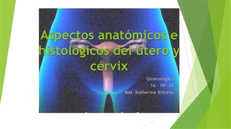 Solution Aspectos Anat Micos E Histol Gicos Del Tero Y C Rvix