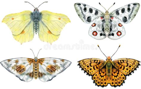 Set Of Watercolor Butterflies Different Colors Isolated On White Stock