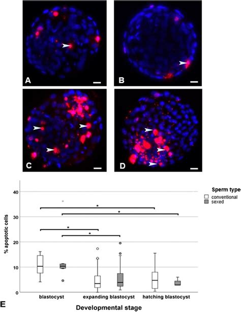 Cell Numbers And Apoptosis In Sexed Sperm Derived Embryos Vs