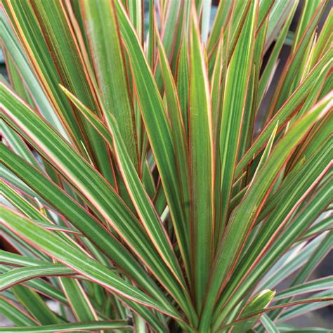 Dracaena Marginata Tricolour L Tropical Plants Uk