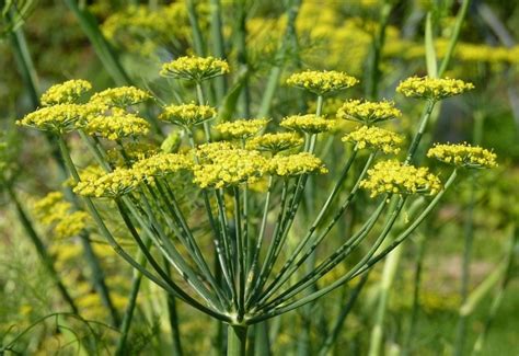Фенхель обыкновенный (Foeniculum vulgare Mill.) - лекарственное ...