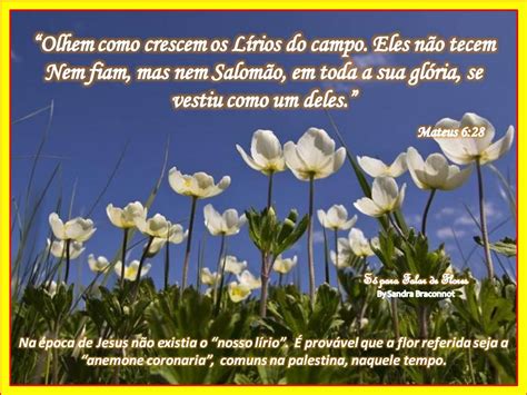 Olhai Os Lirios Do Campo Biblia