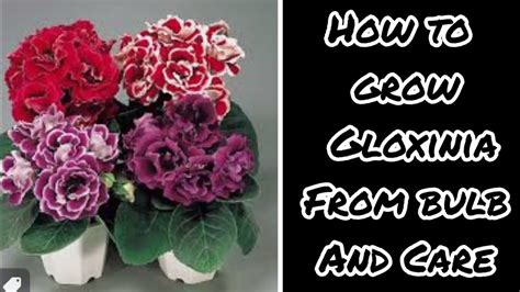 How To Grow Gloxinia From Bulb , Care And soil Mix ...