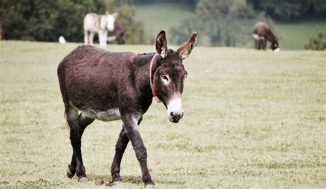 10 Breeds of Donkey With Pictures - Fumi Pets | 2025