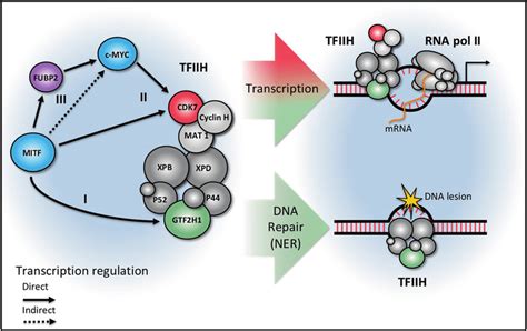 Model Of Tfiih Cak Regulation By Mitf And C Myc In The Melanocytic