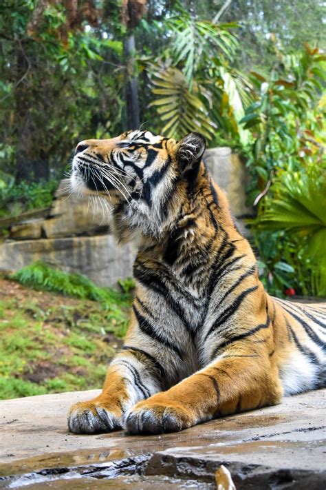 San Diego Zoo Safari Park Tigers Artofit