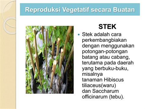 Sistem Reproduksi Tumbuhan Pptx