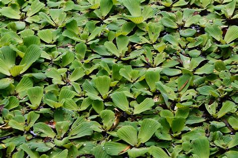 Lechuguilla de agua Plantas acuáticas iNaturalist Mexico