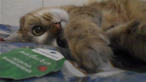 Огромные глаза, как у нарядной куклы! Раскрыты широко. Под стрелами ...