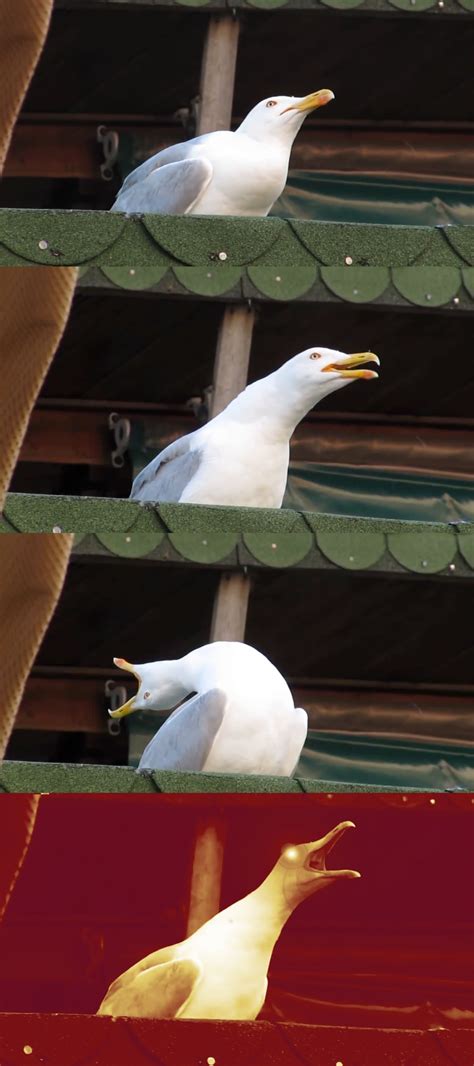 Laughing seagull Blank Template - Imgflip