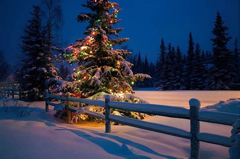 Christmas Tree Holidays Graphy Christmas Snow Bonito Lights