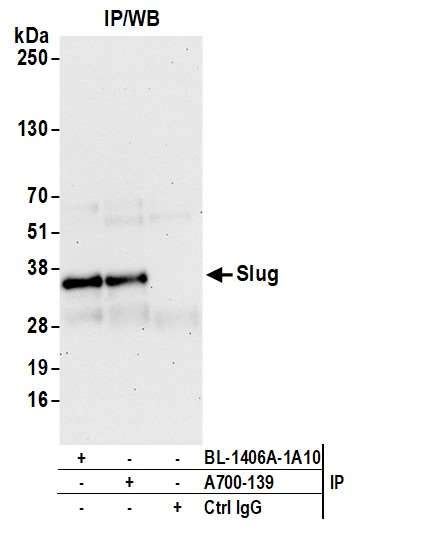 Recombinant Anti Slug Antibody Blr H Bsa Free Ab Abcam