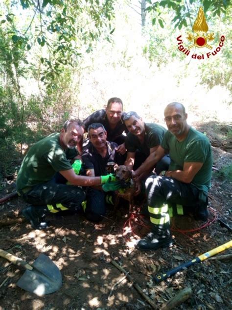 Rimane Intrappolato Nella Tana Di Un Istrice Cane Salvato Dai Vigili