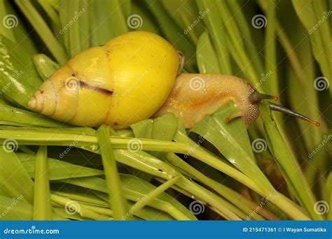 A Polynesian Tree Snails Partula Sp Is Looking For Food In A Newly