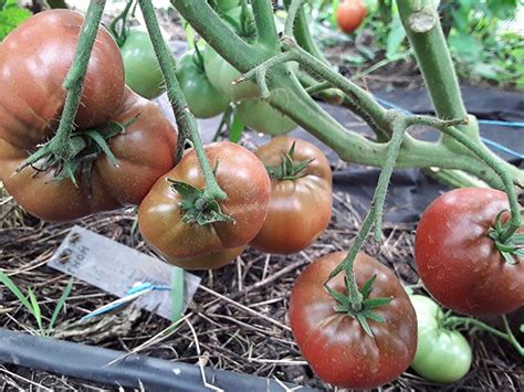 Семена: Томат Гном Смех Кукабарры /Dwarf Kookaburra Cackle/. Сорта ...