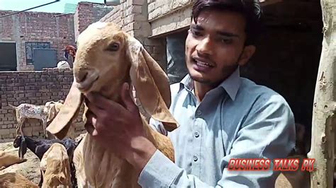 Goat Farming In Pasrur Goat Farming Business In Pakistan Al Noor