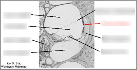 Cochlear Cross Section Diagram Quizlet