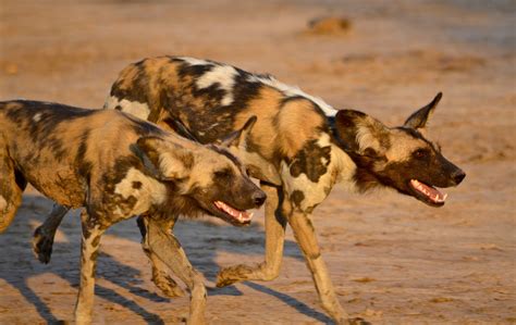 Best Places in Africa to View Wild Dogs! Best Places in Africa to View
