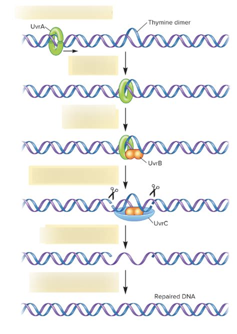 Nucleotide Excision Repair Diagram Quizlet