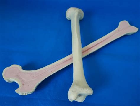 R Orthopaedic Femur Practicing Bone Model For Training Buy