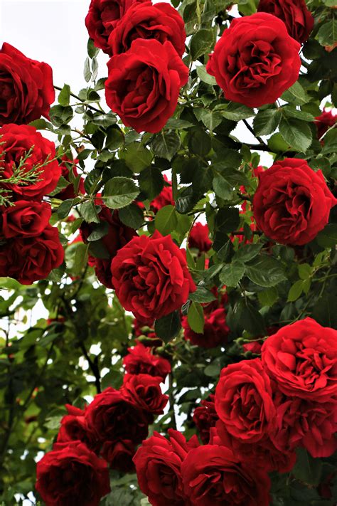 Free Images : nature, spring, beautiful, love, romantic, colorful ...