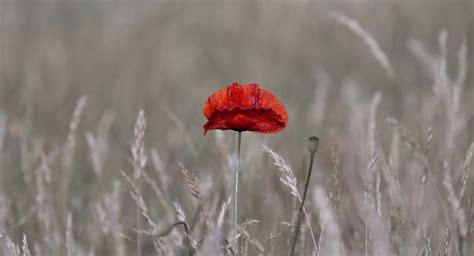 Corn Poppy Blume Frühling Kostenloses Foto auf Pixabay Pixabay