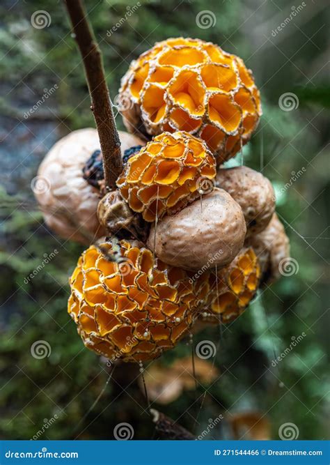 Orange Fungus On Tree - Laetiporus Sulphureus, Sulphur Shelf Royalty
