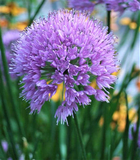 Allium hollandicum 'Millennium' | Well Established Allium | Proctors ...