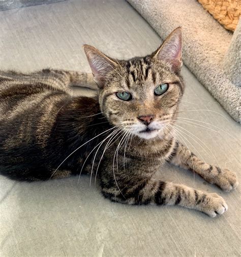 Scamp Seal Beach Animal Care Center