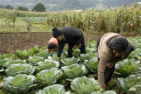 Ya Conoces El Programa De Productividad Rural Y Sus Componentes