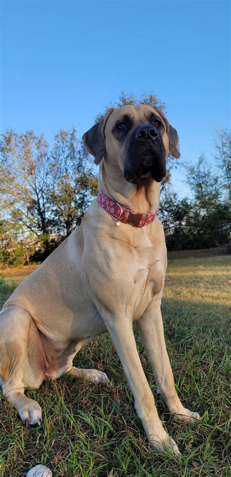 English Mastiff