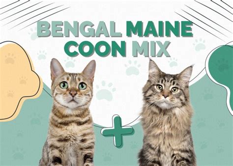 Bengal Maine Coon Mix Cat: Breed Info, Pictures, Temperament & Traits ...