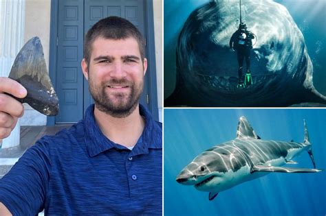 Perigon Megalodon Study Reveals Slimmer Prehistoric Shark