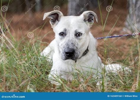 Young White Shepherd Mix Dog Mutt Laying Down Outside On Leash Stock