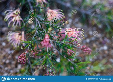 Planta Nativa Australia Grevillea Semperflorens Al Aire Libre En Un