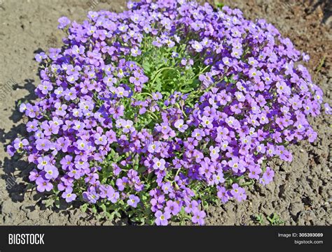 Обриета и лобелия (34 фото) » НА ДАЧЕ ФОТО