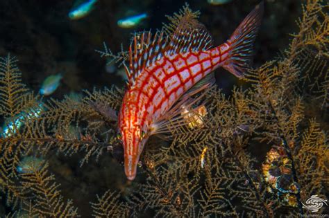 Longnose Hawkfish-Facts and Photographs | Seaunseen