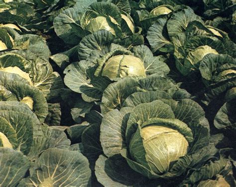 Капуста Амагер