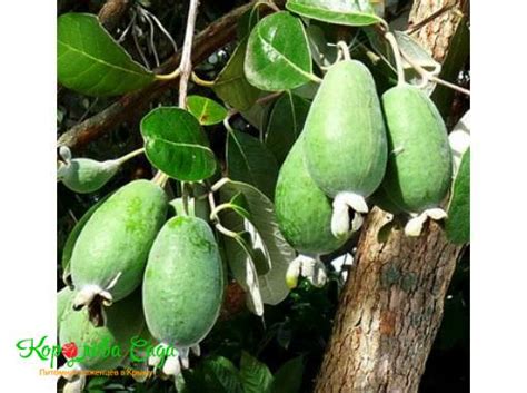 Саженец Фейхоа Андре – купить с доставкой по Крыму и России от ...