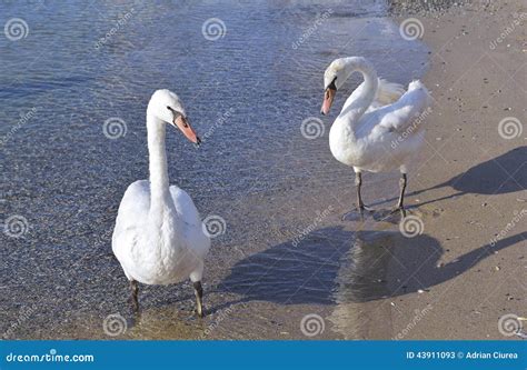 Two White Swans Stock Image Image Of Grace Pair Peace 43911093