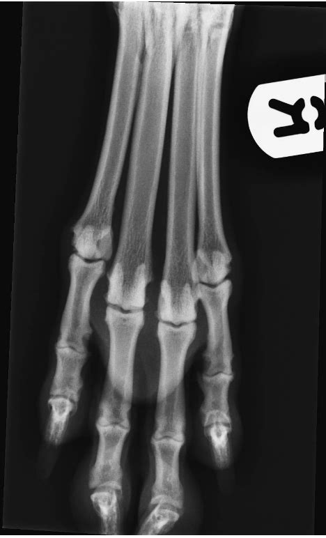 Diagram Of Structure Of The Metacarpus And Phalanges Quizlet