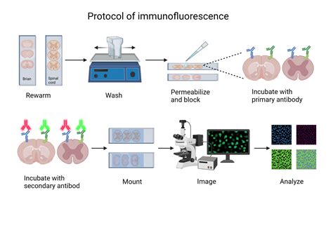 Protocol Of Immunofluorescence Biorender Science Templates