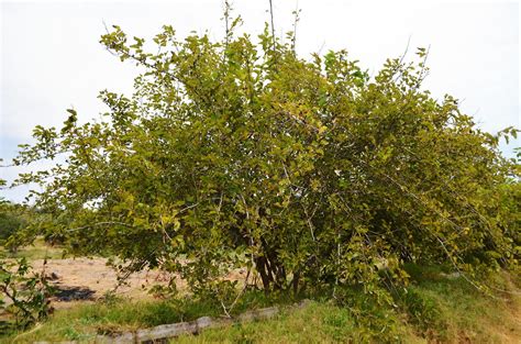 Zarzamora La Zarzamora Rubus Fruticosus Es Una Clase De Flickr