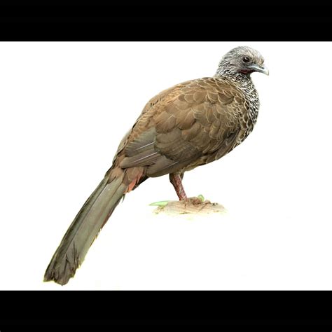 Colombian Chachalaca (Ortalis columbiana) identification - Birda