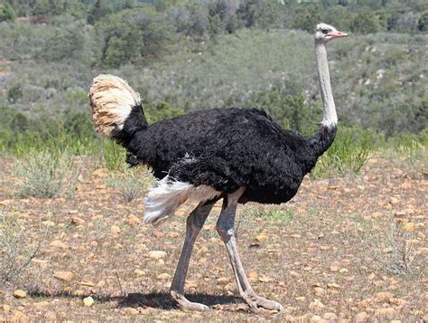 Brit-ish Birds - Common Ostrich